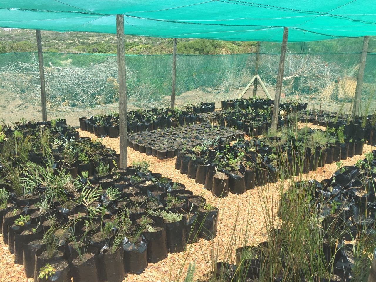 Skulpiesbaai Nursery